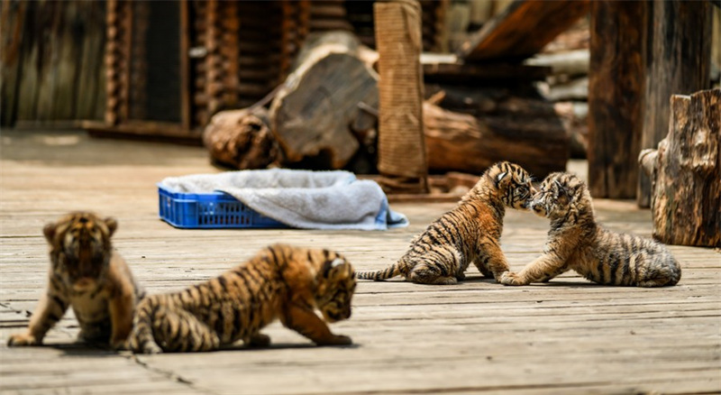 Chine : des quadruplés tigres de Sibérie dans un parc animalier au Yunnan