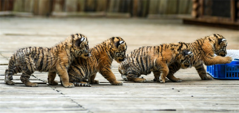 Chine : des quadruplés tigres de Sibérie dans un parc animalier au Yunnan