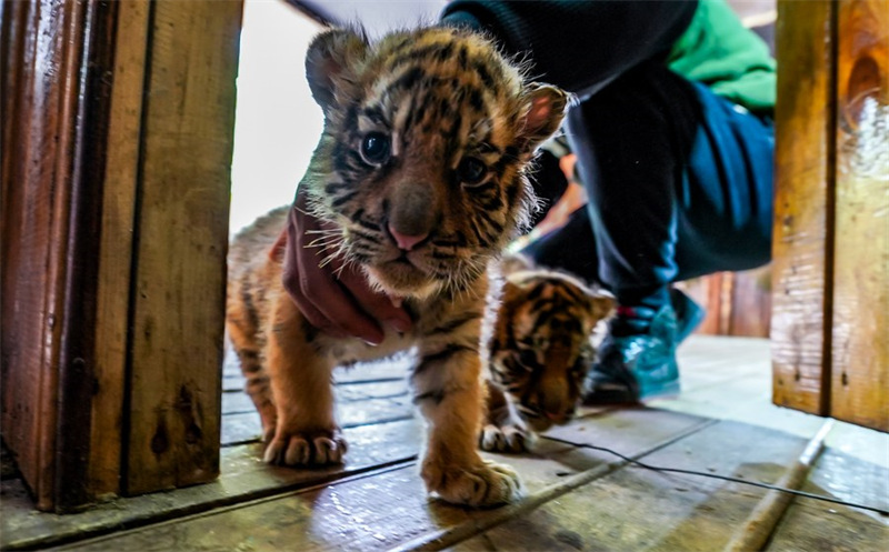 Chine : des quadruplés tigres de Sibérie dans un parc animalier au Yunnan