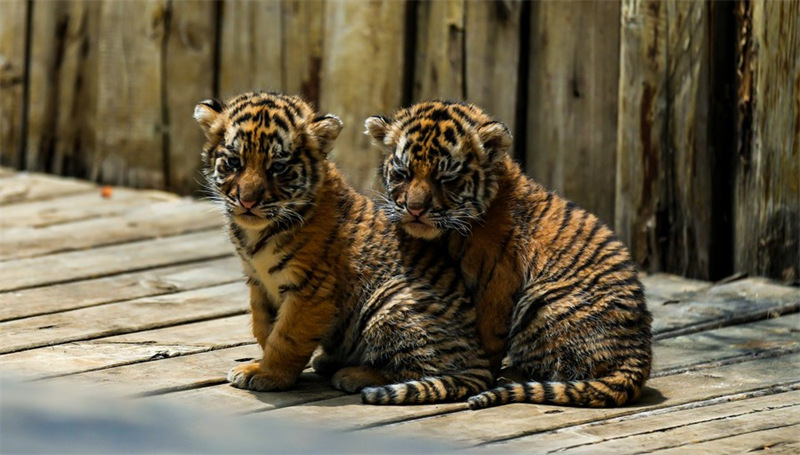 Chine : des quadruplés tigres de Sibérie dans un parc animalier au Yunnan