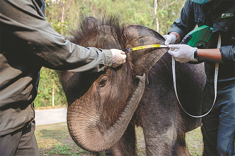 Les efforts de conservation du centre de secours de Xishuangbanna portent leurs fruits