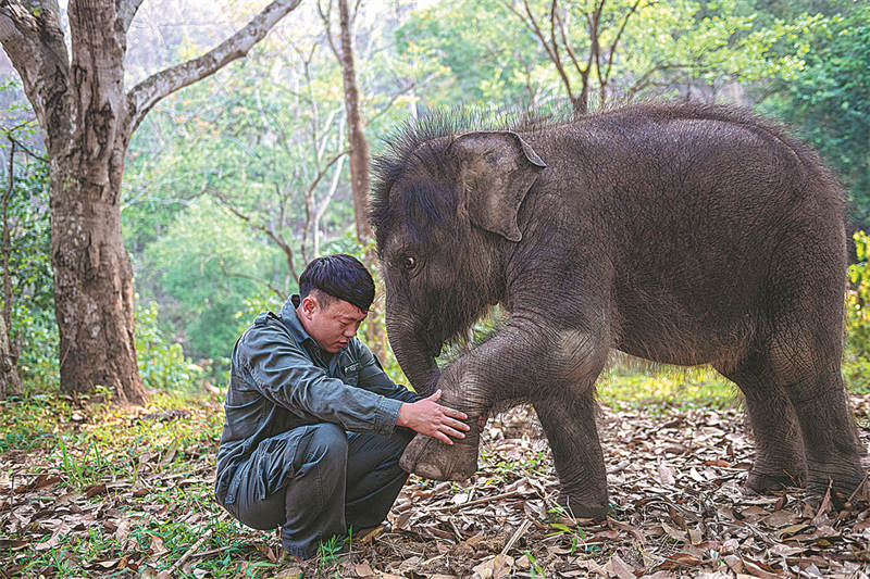 Les efforts de conservation du centre de secours de Xishuangbanna portent leurs fruits