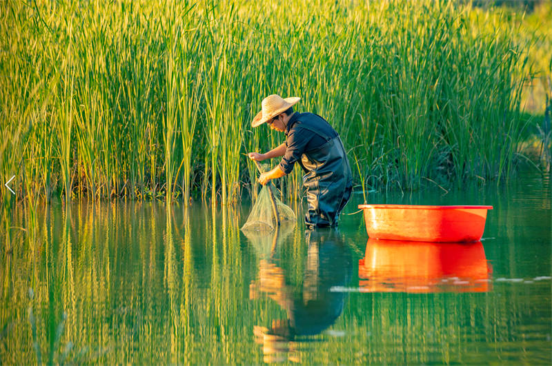 Jiangxi : la récolte et la commercialisation des écrevisses au début de l'été