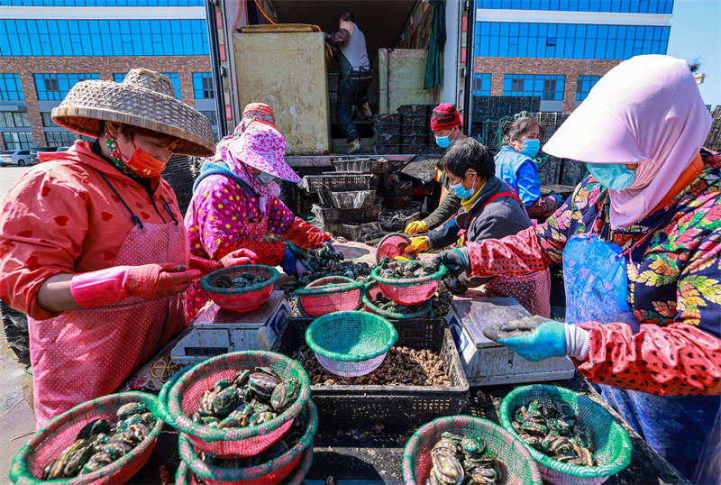 Après l'hiver, les ormeaux reviennent dans le Shandong