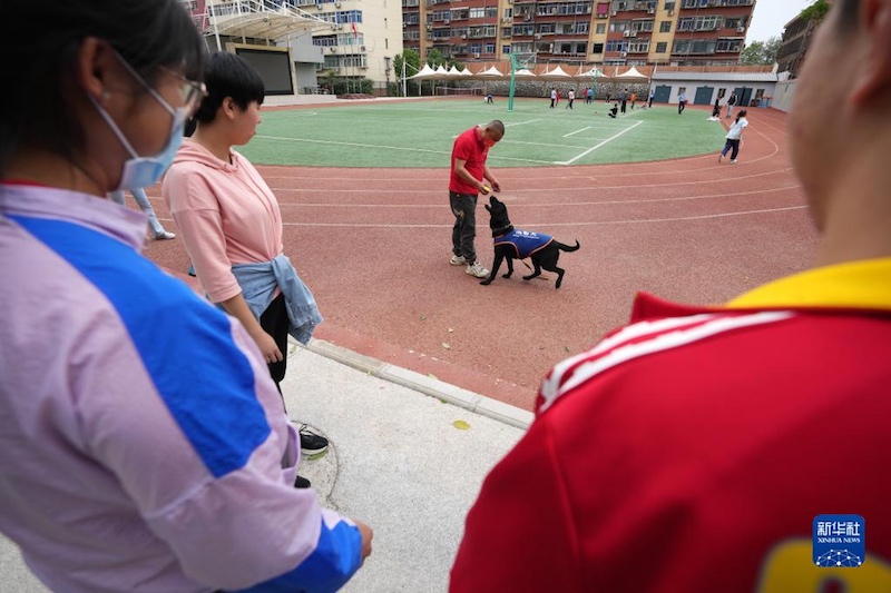 Les chiens d'aveugle réinsérés offrent des soins attentifs aux enfants autistes