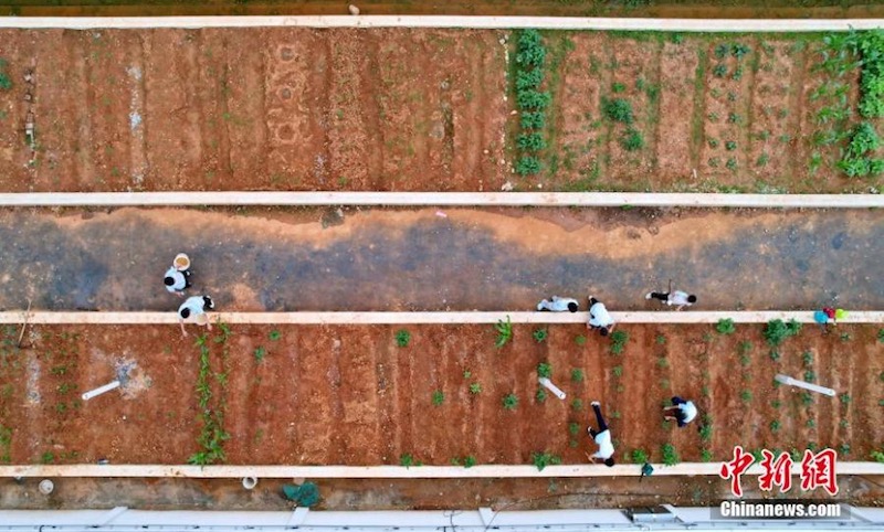 Des élèves apprennent l'art de la culture des légumes dans des jardins sur les toits