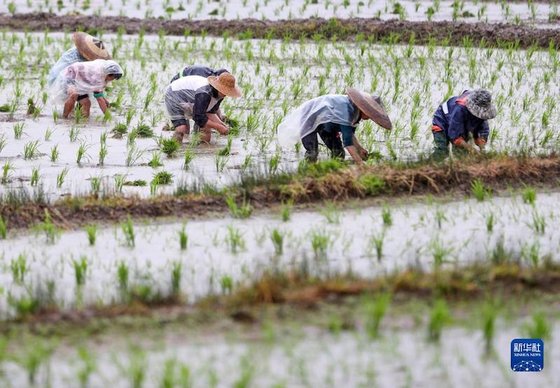 Sichuan : les villageois s'affairent aux activités agricoles