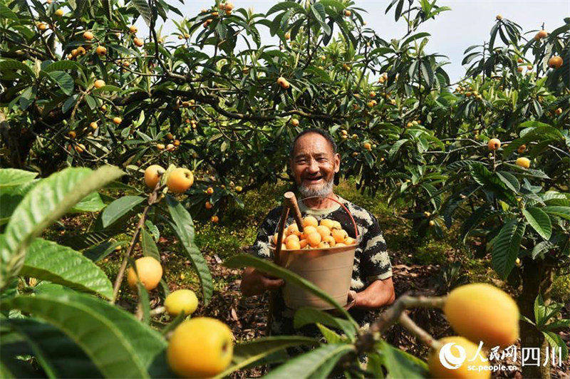 Sichuan : les néfliers sont couverts de fruits à Neijiang