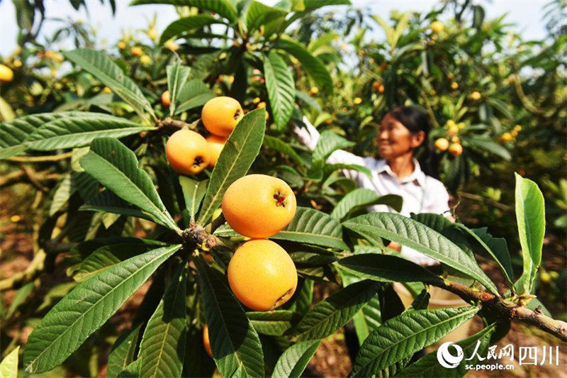 Sichuan : les néfliers sont couverts de fruits à Neijiang