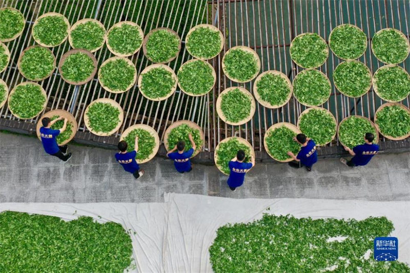 Fujian : une période de fabrication du thé bien occupée à Wuyishan