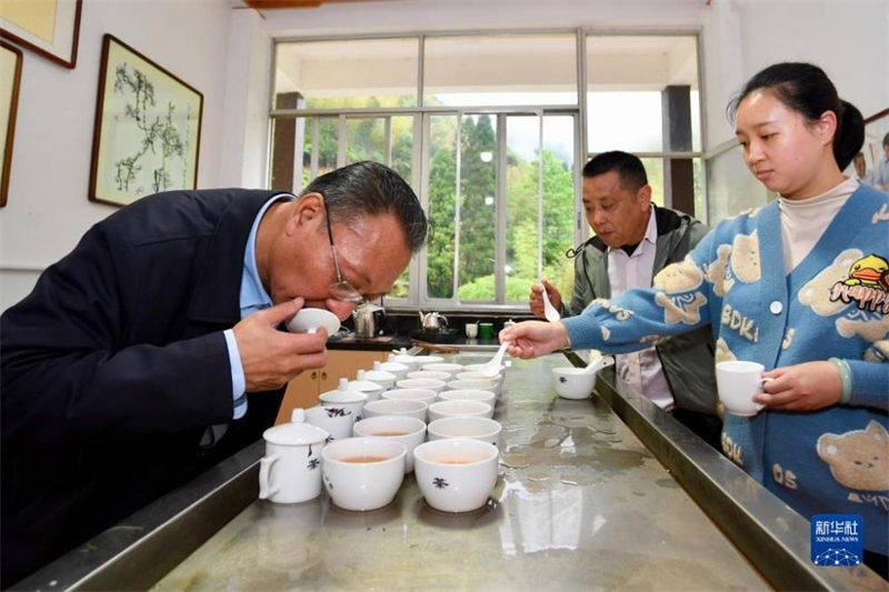 Fujian : une période de fabrication du thé bien occupée à Wuyishan