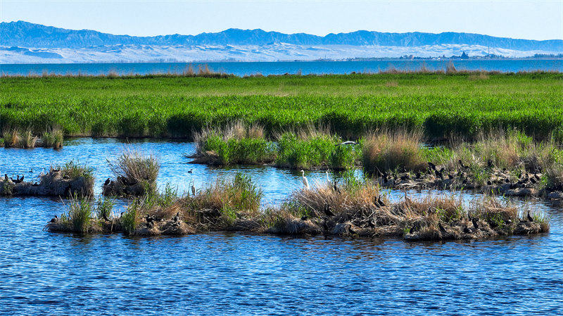 Xinjiang : les oiseaux aquatiques prospèrent dans les zones humides du lac Bosten