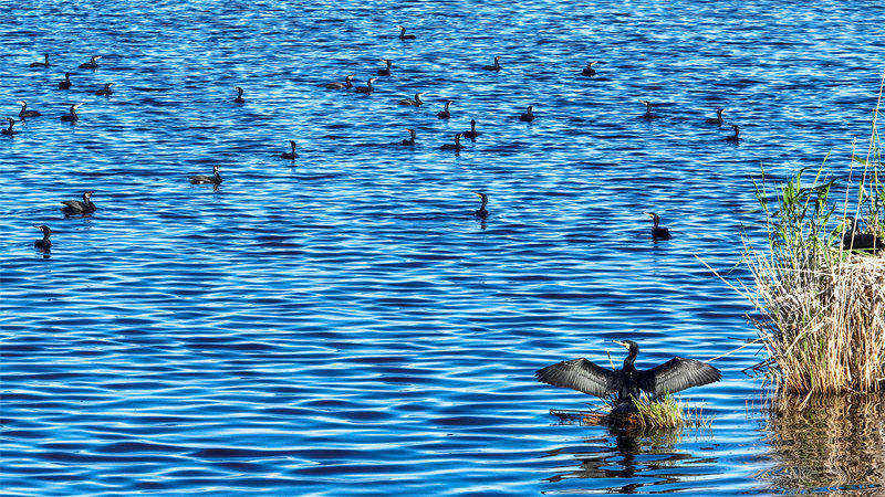 Xinjiang : les oiseaux aquatiques prospèrent dans les zones humides du lac Bosten