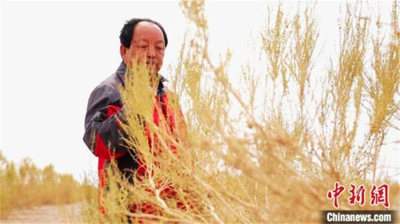 Mongolie intérieure : naguère stérile, la bannière d'Ejine est aujourd'hui devenue une oasis verte