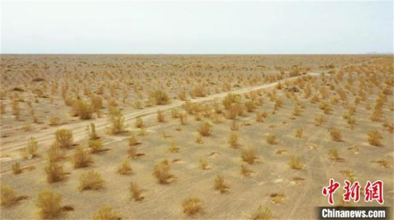 Mongolie intérieure : naguère stérile, la bannière d'Ejine est aujourd'hui devenue une oasis verte