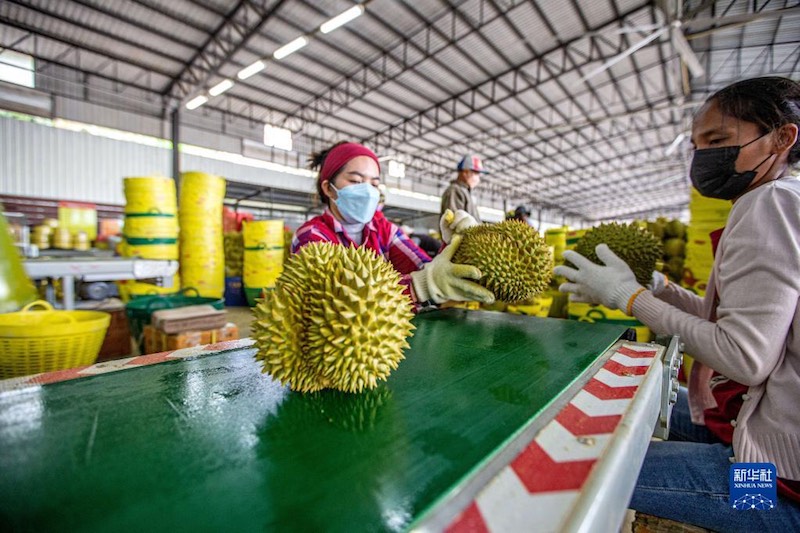 De plus en plus de Chinois peuvent déguster du durian tha? grace au RCEP