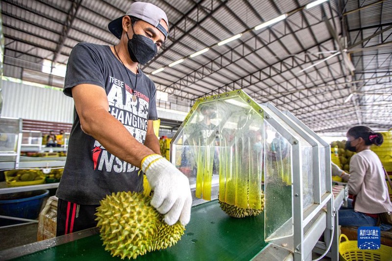 De plus en plus de Chinois peuvent déguster du durian tha? grace au RCEP