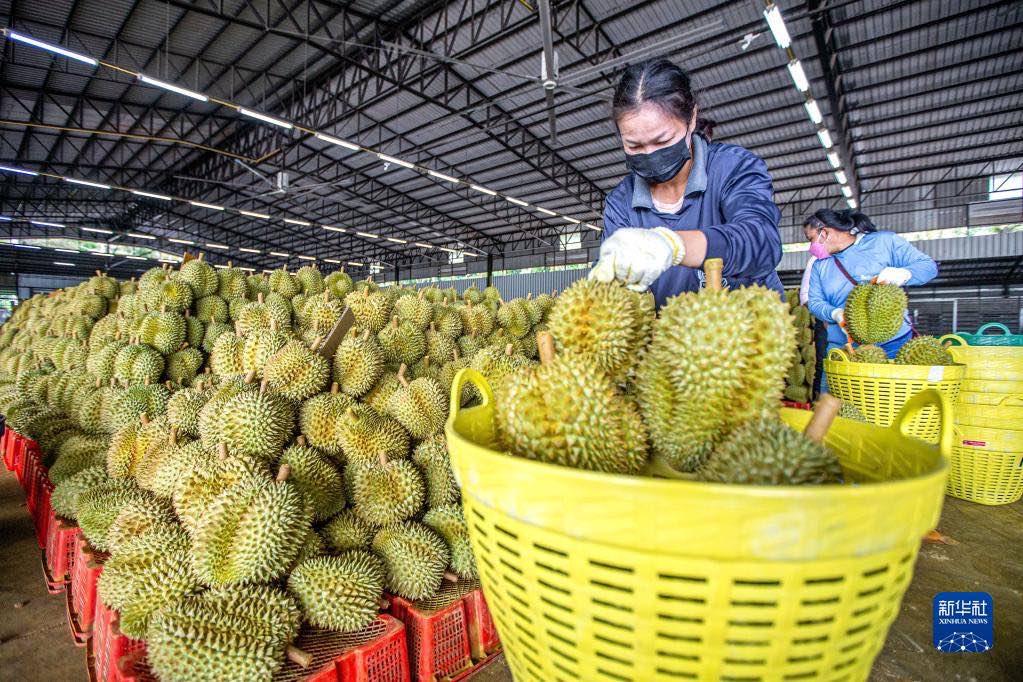 De plus en plus de Chinois peuvent déguster du durian tha? grace au RCEP