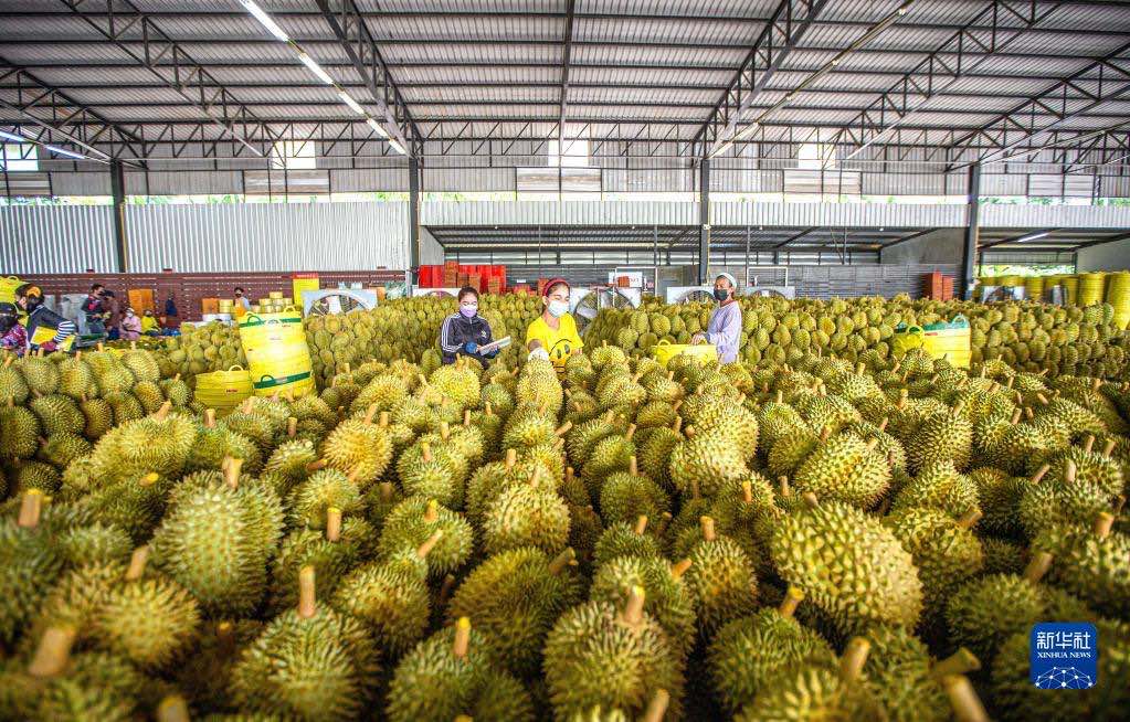 De plus en plus de Chinois peuvent déguster du durian tha? grace au RCEP