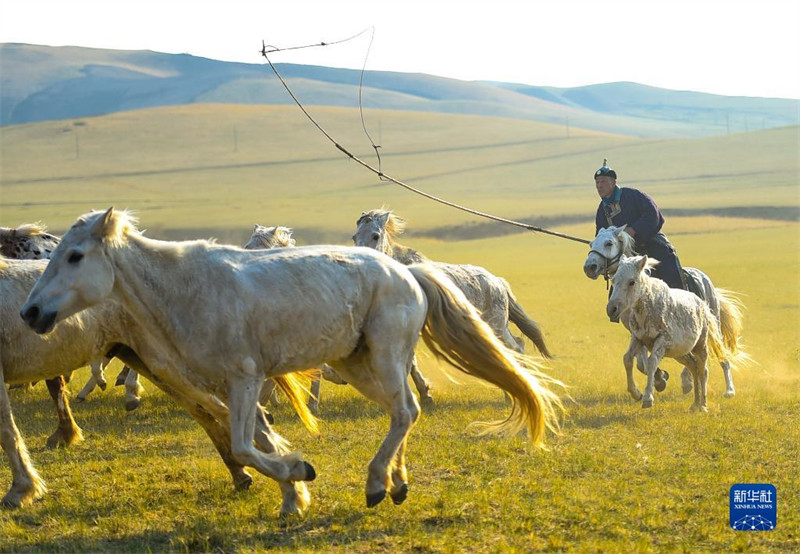 Mongolie intérieure : les chevaux courent dans les prairies d'été