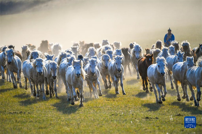 Mongolie intérieure : les chevaux courent dans les prairies d'été