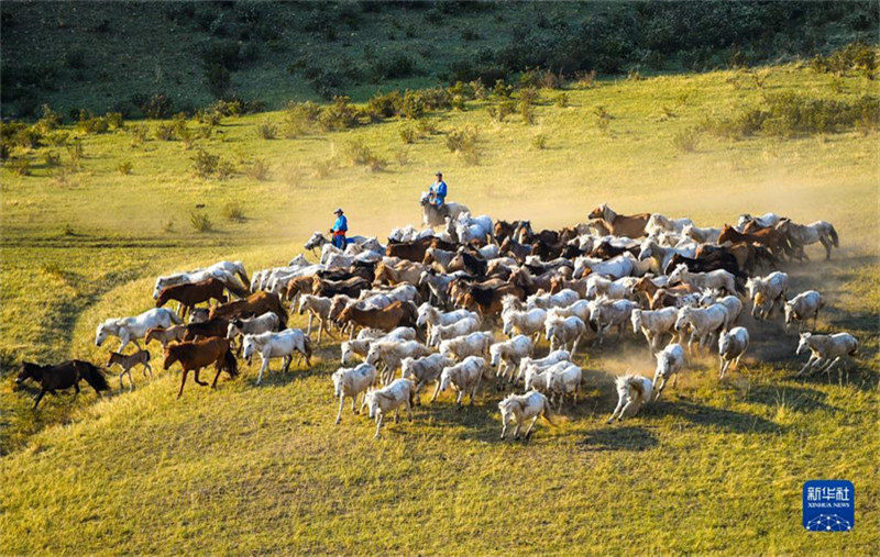 Mongolie intérieure : les chevaux courent dans les prairies d'été