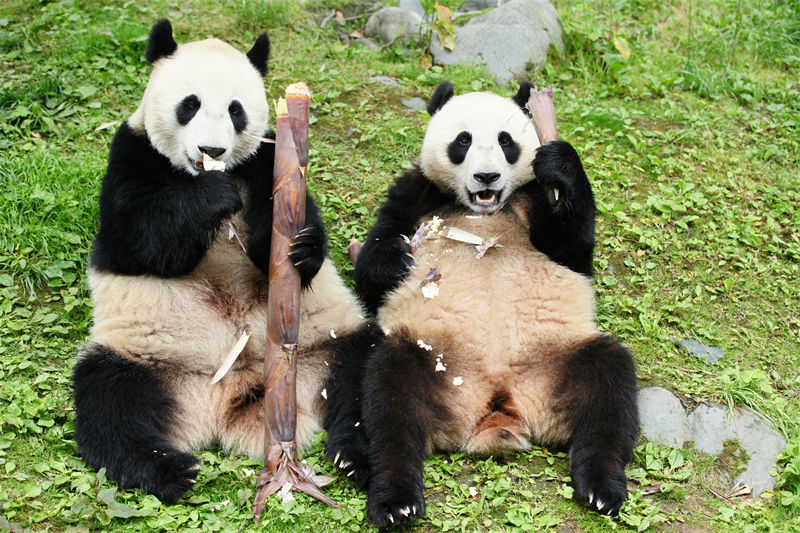 Sichuan : des moments heureux pour le panda géant Hangbao