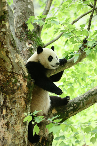 Sichuan : des moments heureux pour le panda géant Hangbao