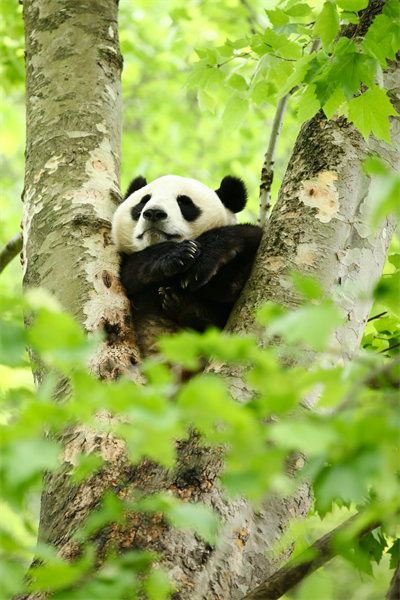 Sichuan : des moments heureux pour le panda géant Hangbao