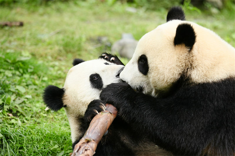 Sichuan : des moments heureux pour le panda géant Hangbao