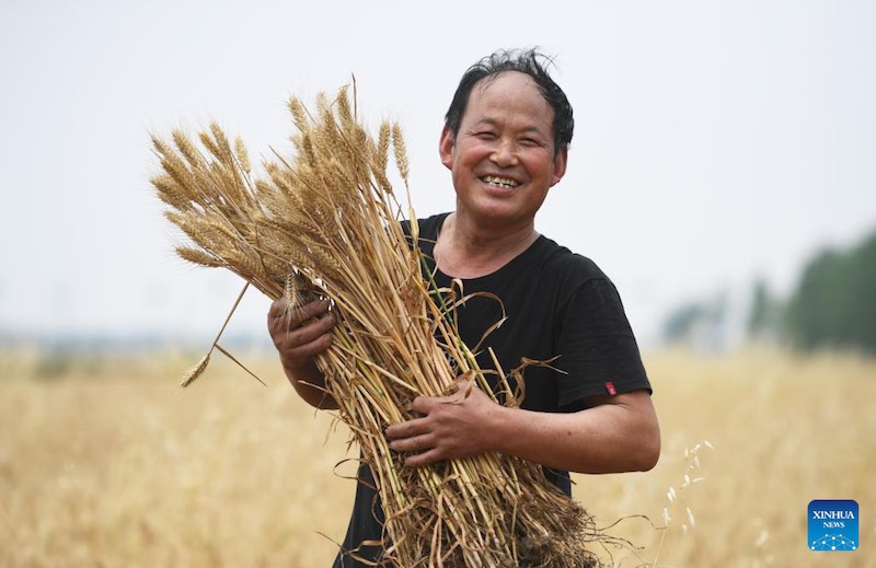 La récolte du blé dans le Henan