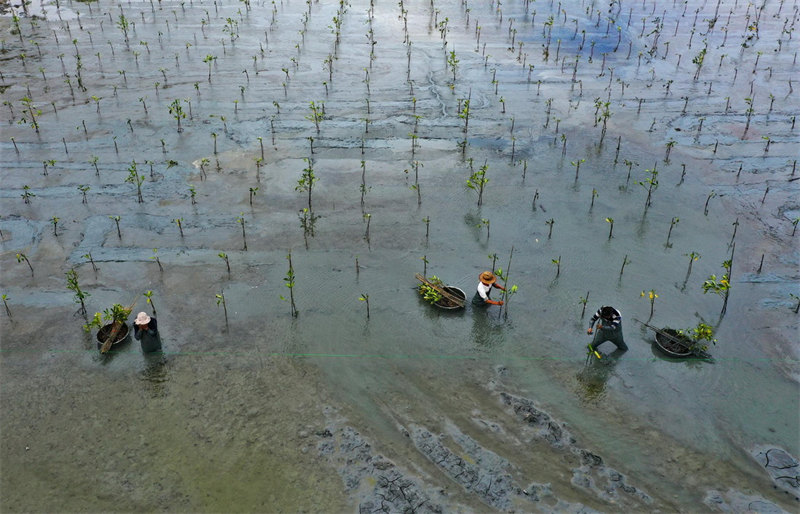 La province de Hainan reboise ses c?tes pour restaurer l'écologie