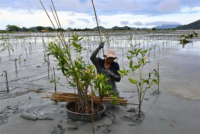 La province de Hainan reboise ses c?tes pour restaurer l'écologie