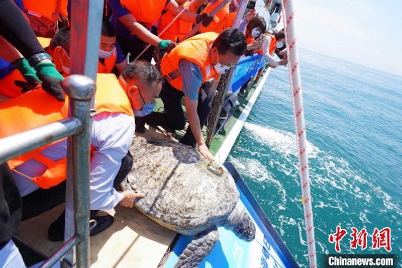 Shandong : des tortues marines relachées lors de l'événement publicitaire national de la Journée mondiale des tortues marines à Qingdao