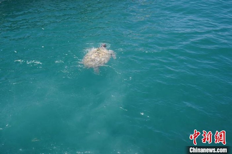 Shandong : des tortues marines relachées lors de l'événement publicitaire national de la Journée mondiale des tortues marines à Qingdao