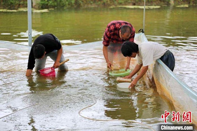 Un ? village star ? renommé pour l'élevage des écrevisses ? nobles ? dans le Guangxi