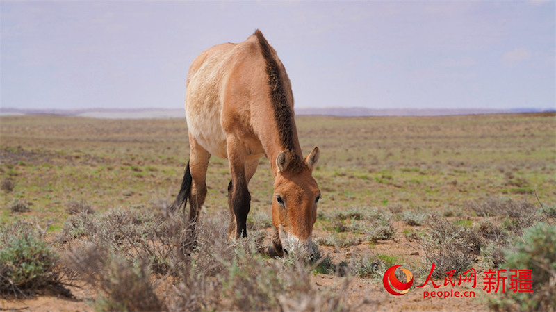 Xinjiang : les chevaux sauvages recherchent de la nourriture dans la nature à Karamaili