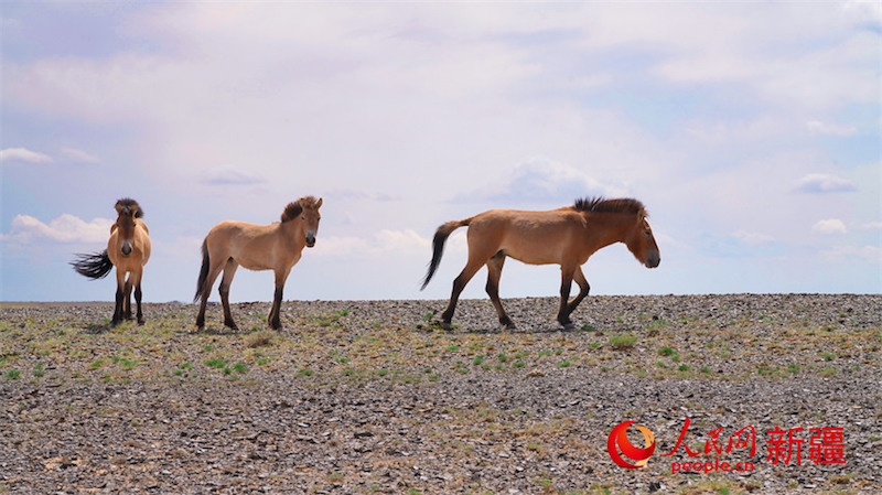 Xinjiang : les chevaux sauvages recherchent de la nourriture dans la nature à Karamaili