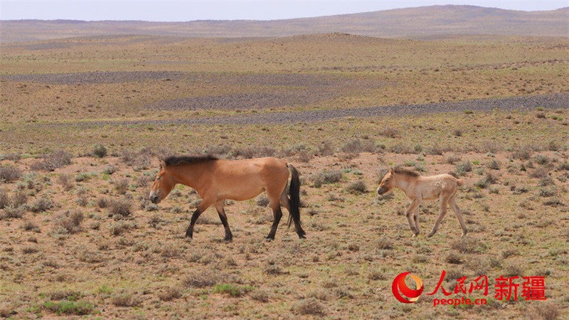 Xinjiang : les chevaux sauvages recherchent de la nourriture dans la nature à Karamaili