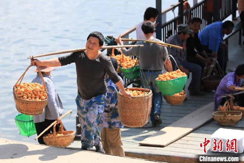 Anhui : 8 000 tonnes de bibaces récoltées dans le comté de Shexian