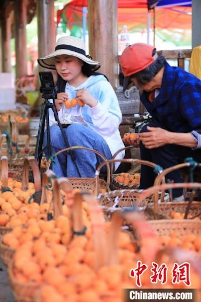 Anhui : 8 000 tonnes de bibaces récoltées dans le comté de Shexian