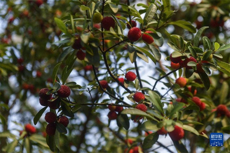 Des fraises chinoises de serre fra?ches sur le marché à Cixi, dans le Zhejiang