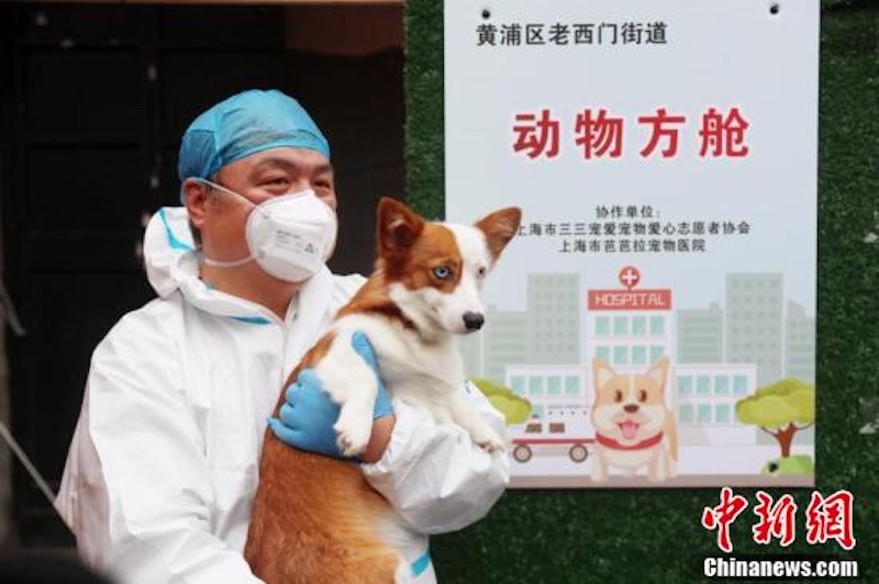 Le premier centre d'abri destiné aux animaux de compagnie des gens mis en quarantaine de Shanghai a terminé sa mission et a fermé