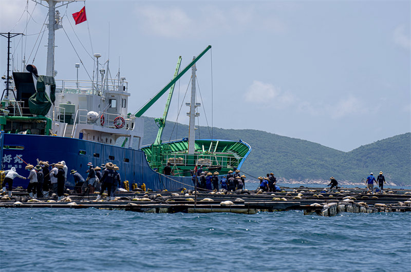 Des alevins de sériole de Hainan exportés vers le Japon 