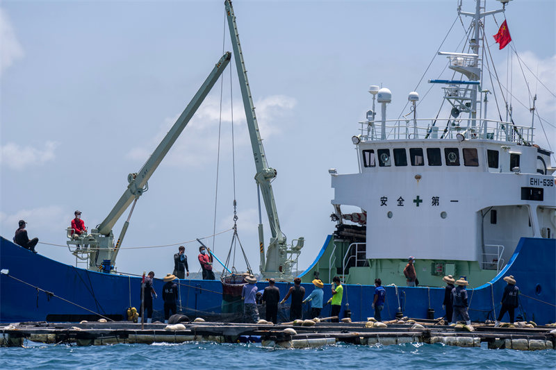 Des alevins de sériole de Hainan exportés vers le Japon 