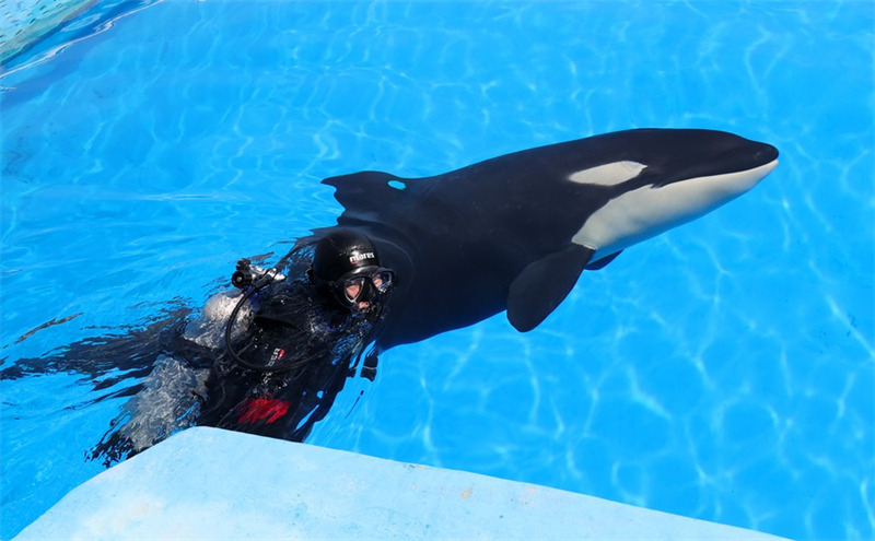 Naissance d'une orque dans un parc océanique de Shanghai