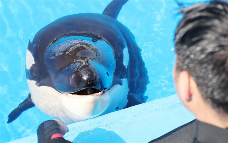 Naissance d'une orque dans un parc océanique de Shanghai