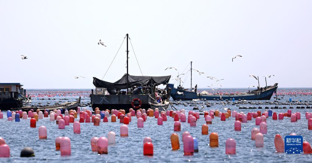 Liaoning : une nouvelle pastorale résonne sur le paturage marin et le ? grenier bleu ? engendre de la vitalité