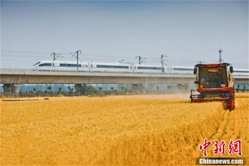 Henan : des trains à travers les champs de blé doré