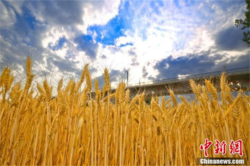 Henan : des trains à travers les champs de blé doré